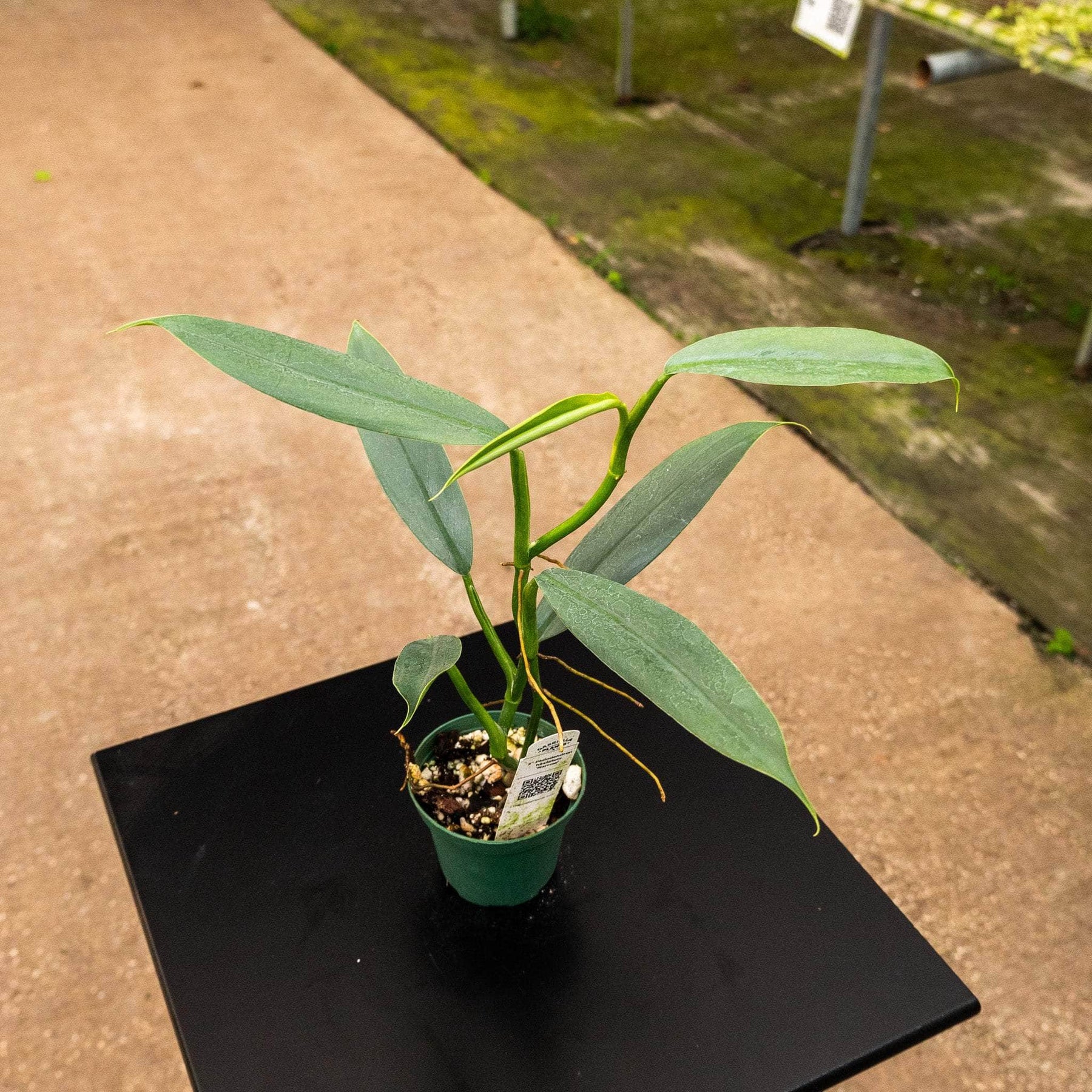 philodendron hastatum narrow leaf Philodendron hastatum 'Silver'