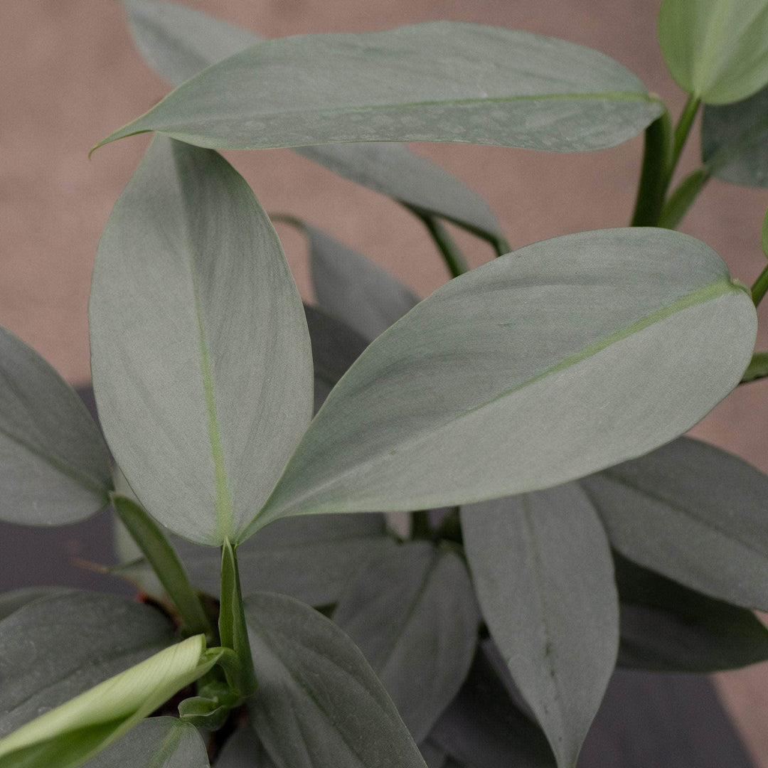 Gabriella Plants Philodendron Philodendron hastatum "Silver Sword"