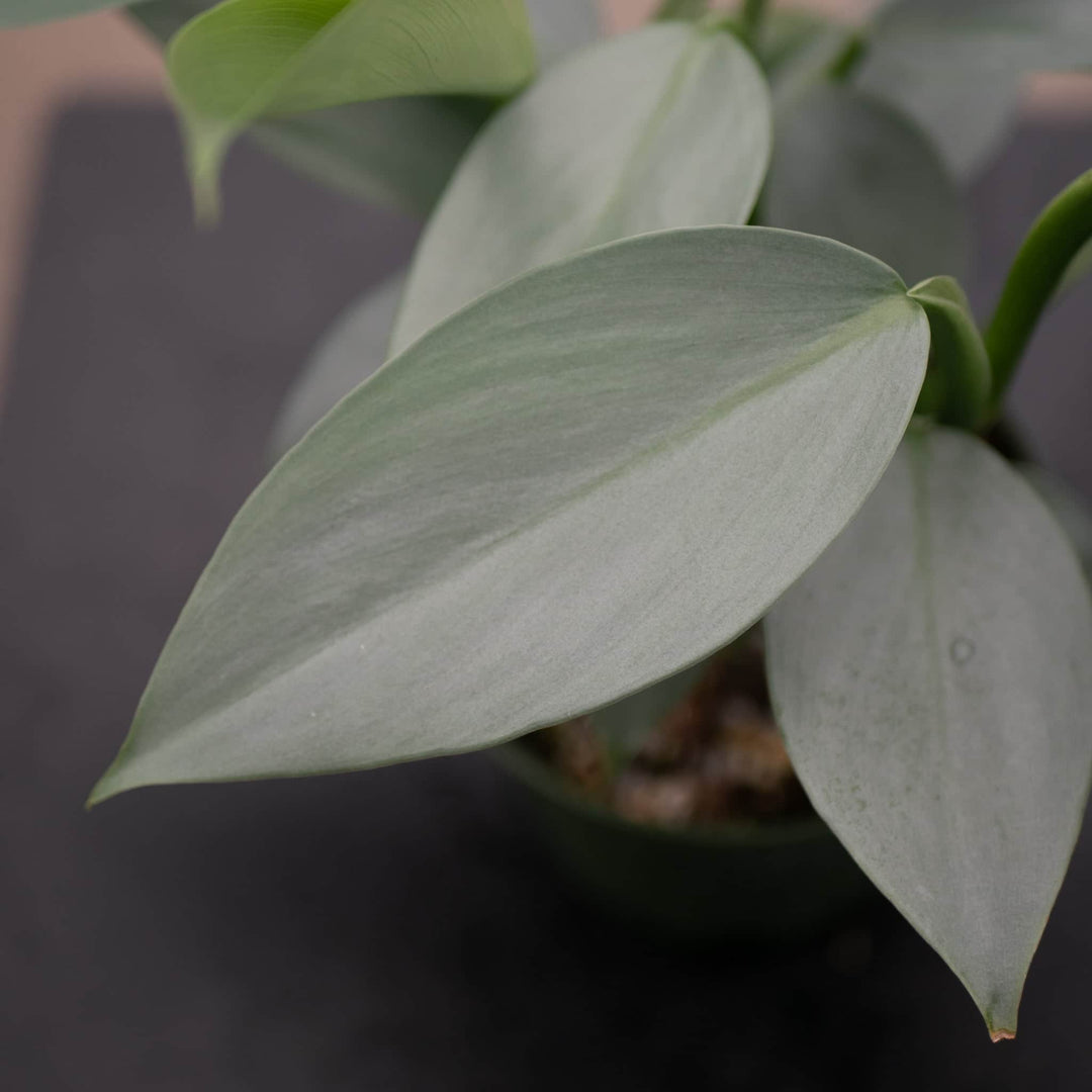 Gabriella Plants Philodendron Philodendron hastatum "Silver Sword"