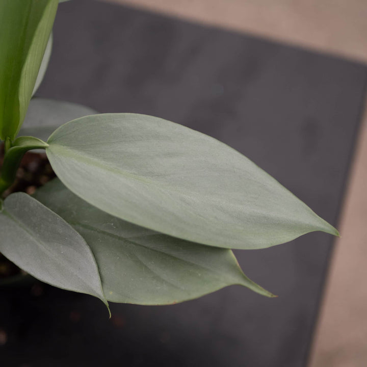 Gabriella Plants Philodendron Philodendron hastatum "Silver Sword"