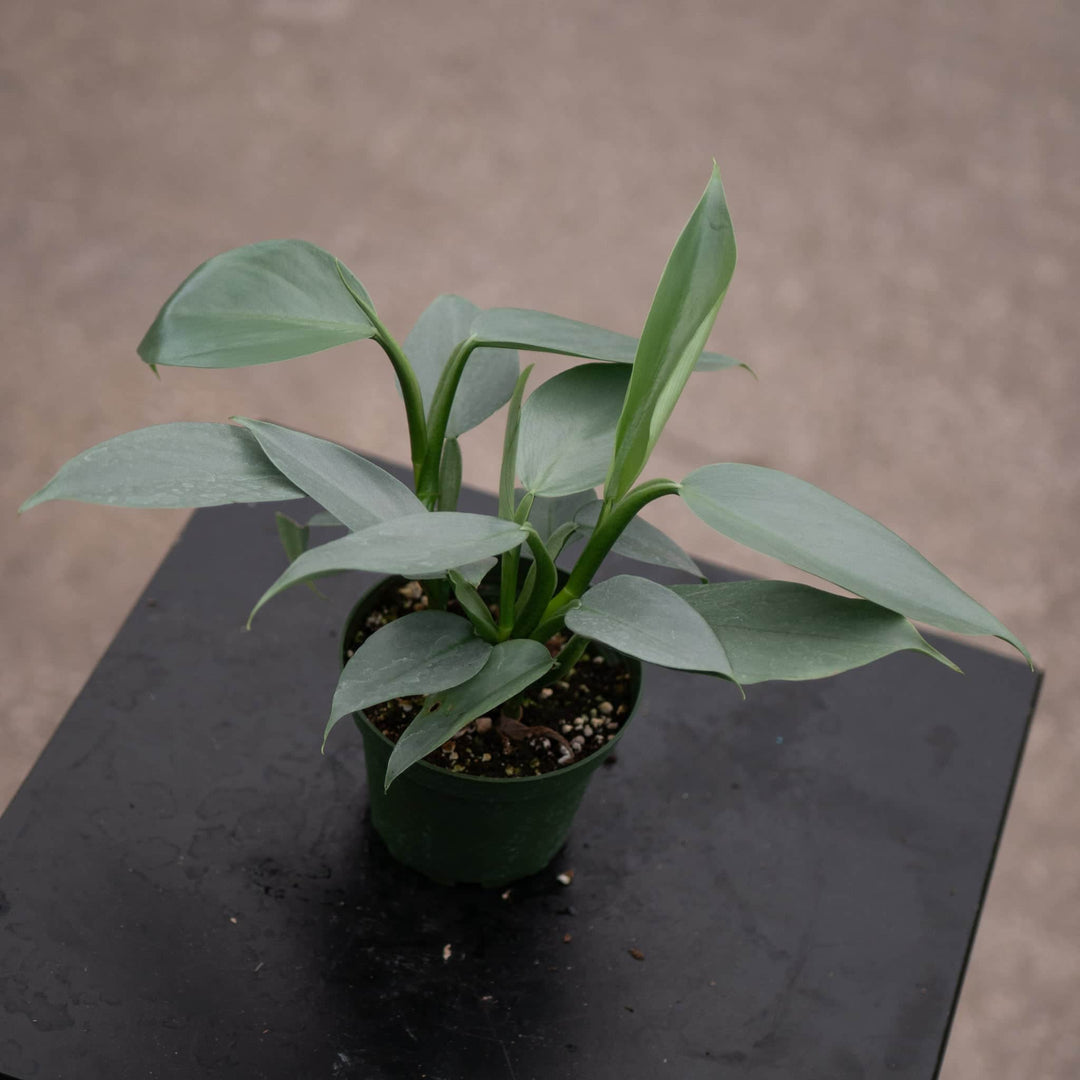 Gabriella Plants Philodendron Philodendron hastatum "Silver Sword"