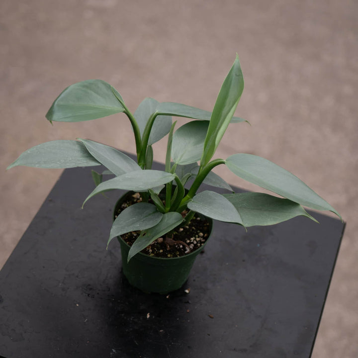 Gabriella Plants Philodendron Philodendron hastatum "Silver Sword"