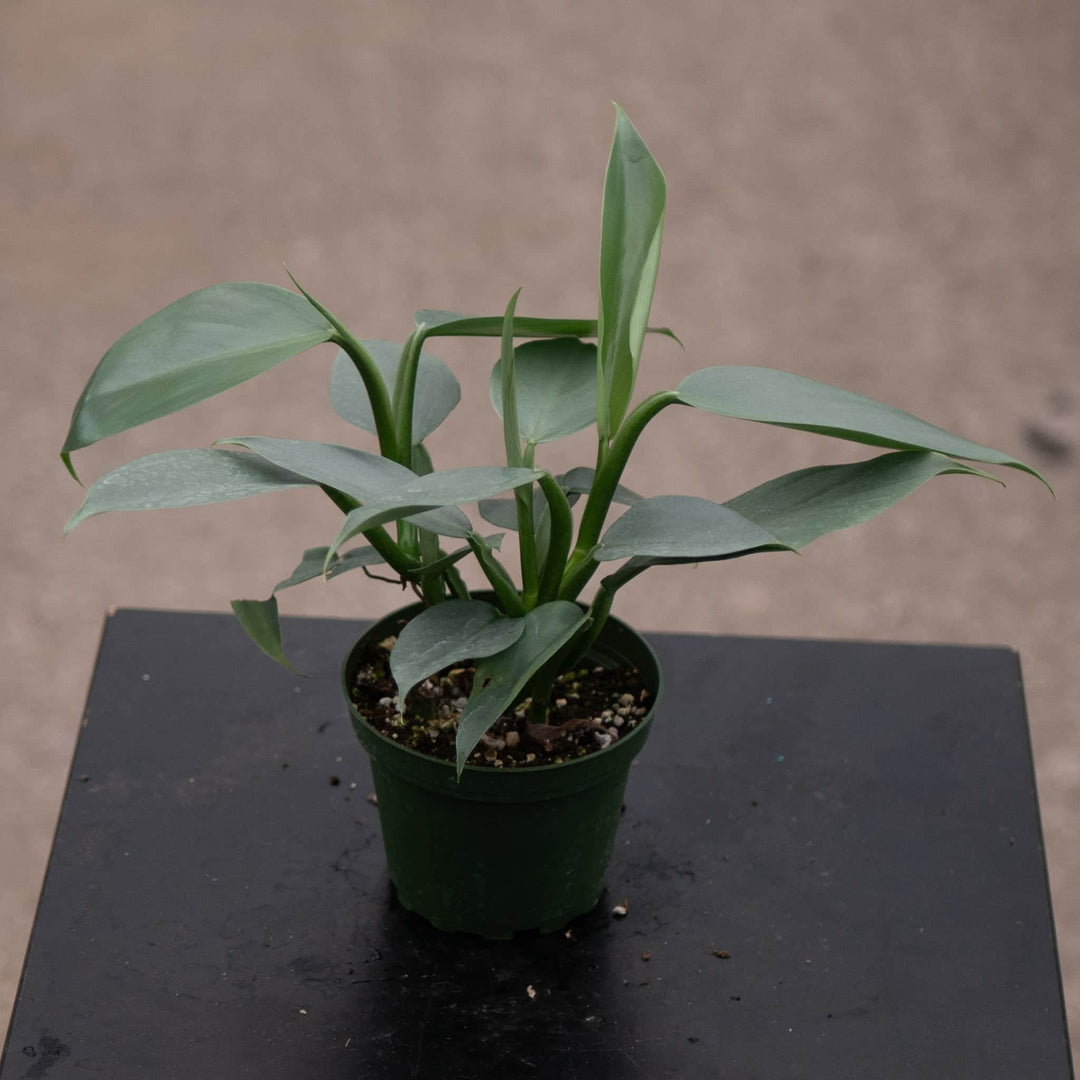 Gabriella Plants Philodendron Philodendron hastatum "Silver Sword"