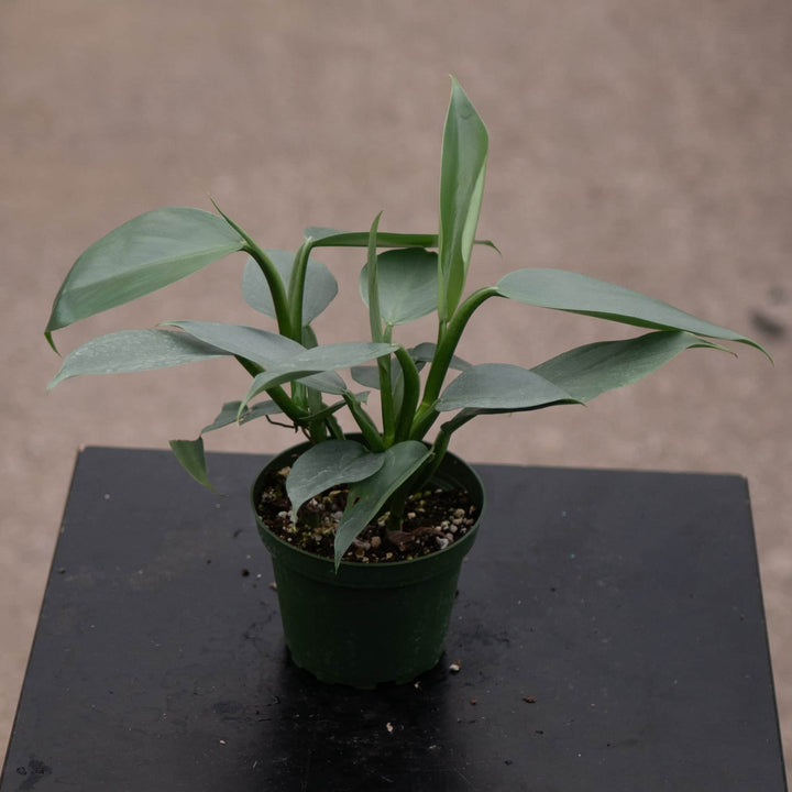 Gabriella Plants Philodendron Philodendron hastatum "Silver Sword"