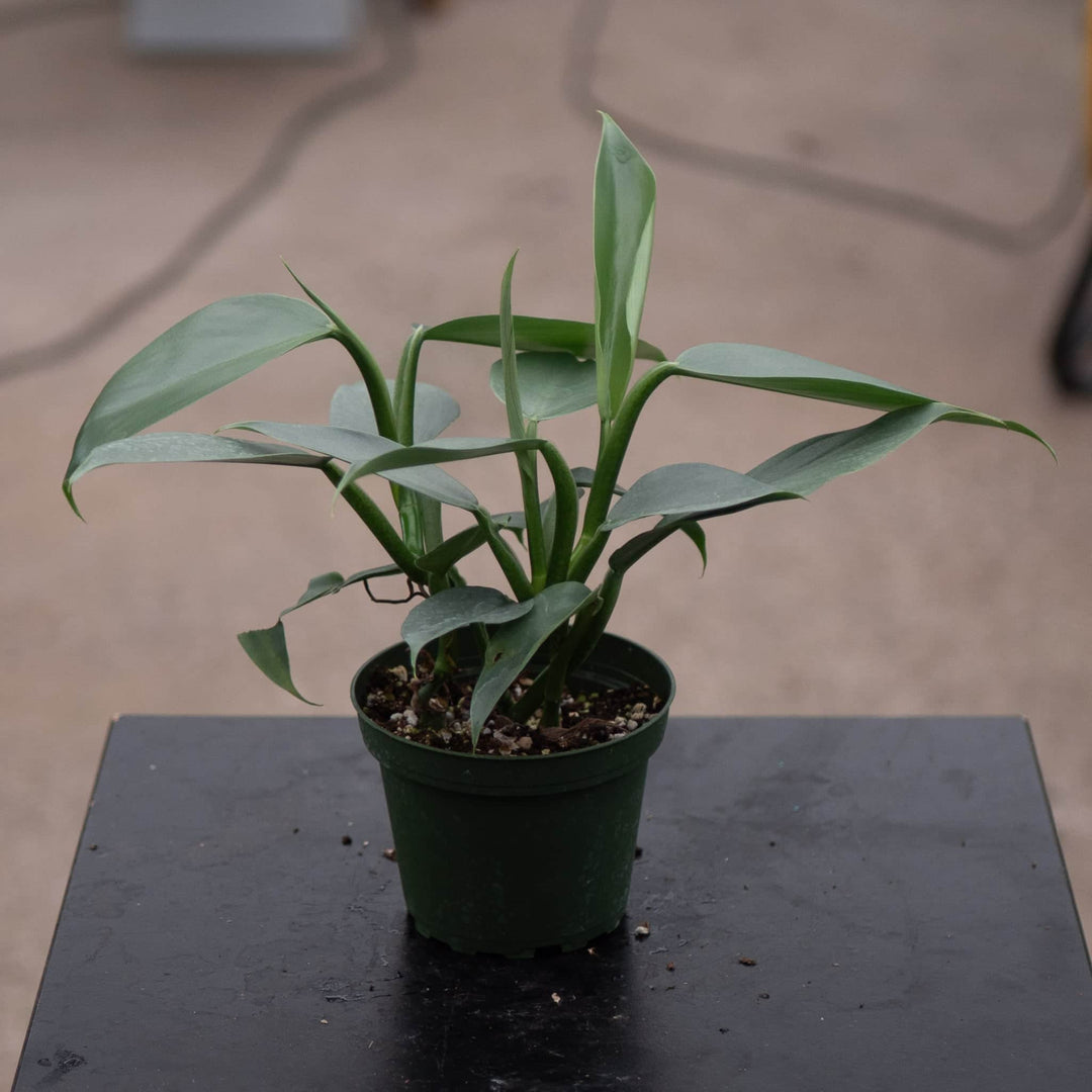 Gabriella Plants Philodendron Philodendron hastatum "Silver Sword"