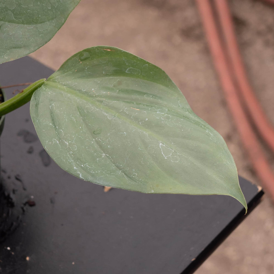 philodendron hastatum mature Philodendron hastatum "Silver Sword"