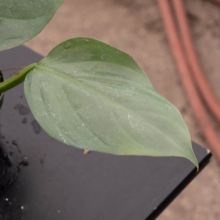 Gabriella Plants Philodendron Philodendron hastatum "Silver Sword"