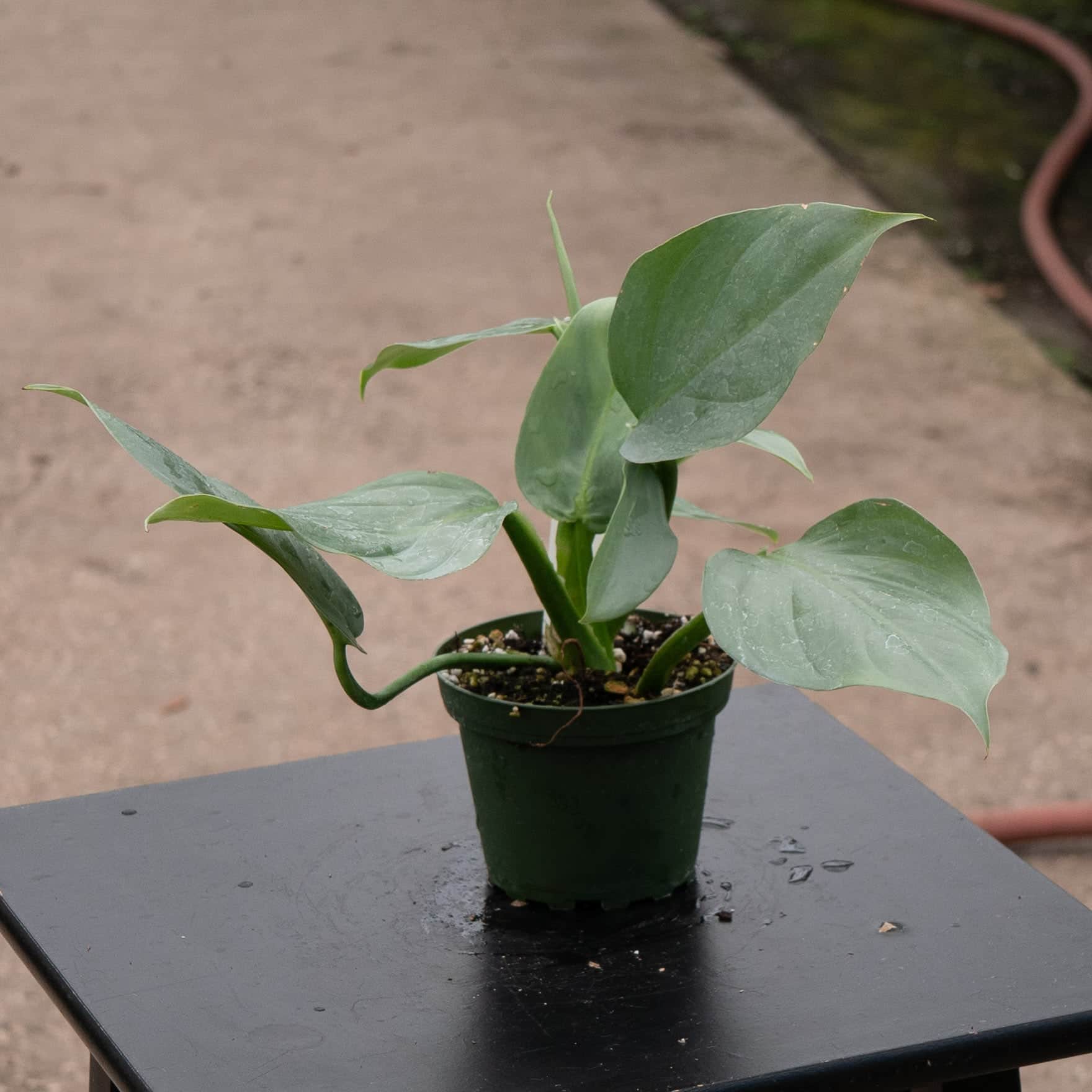 philodendron hastatum silver sword for sale Philodendron hastatum 'Silver Sword' 4in pot