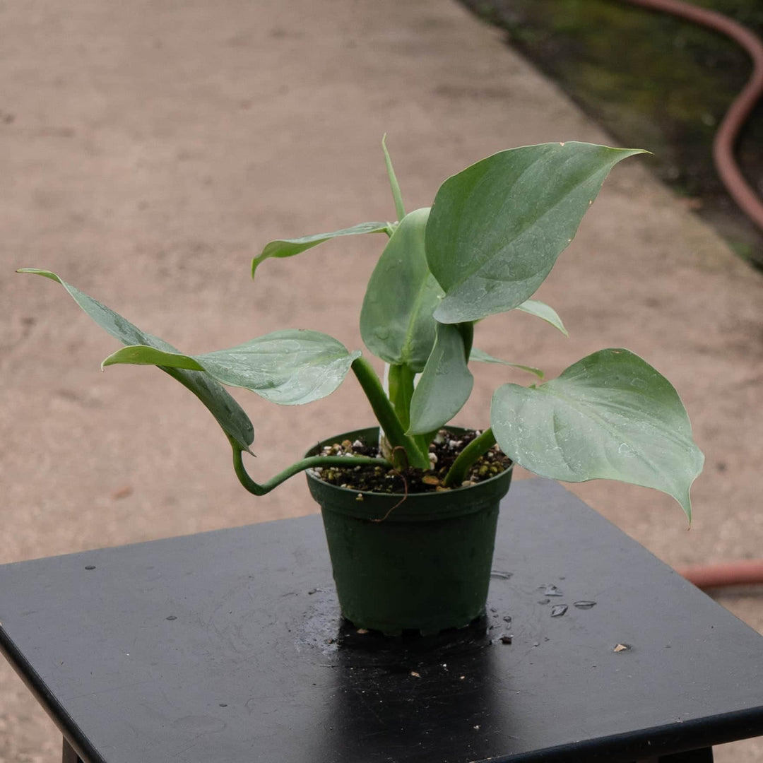 philodendron hastatum price Philodendron hastatum 'Silver Sword' 4in pot