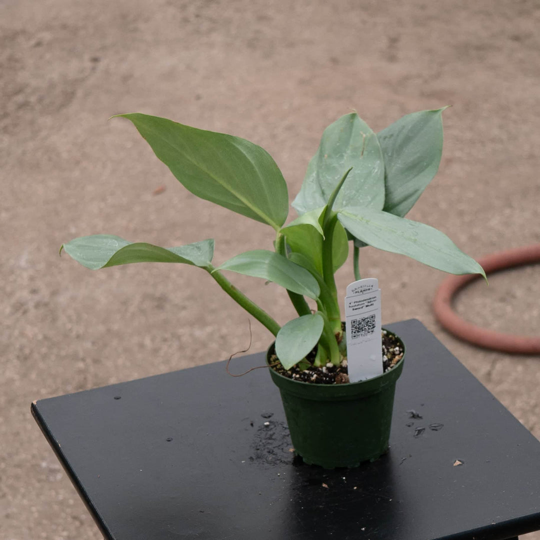 philodendron hastatum green form Philodendron hastatum 'Silver Sword' 4in pot