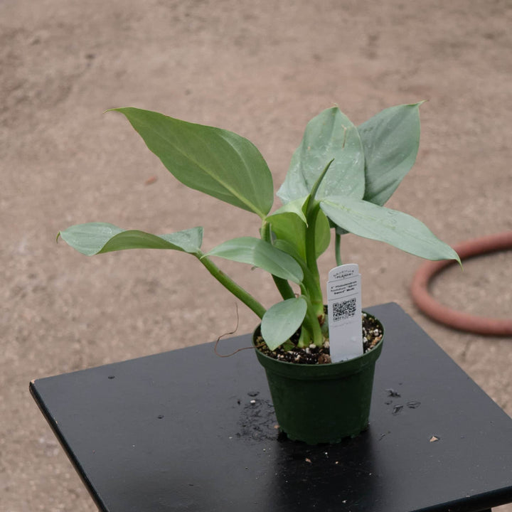Gabriella Plants Philodendron Philodendron hastatum "Silver Sword"