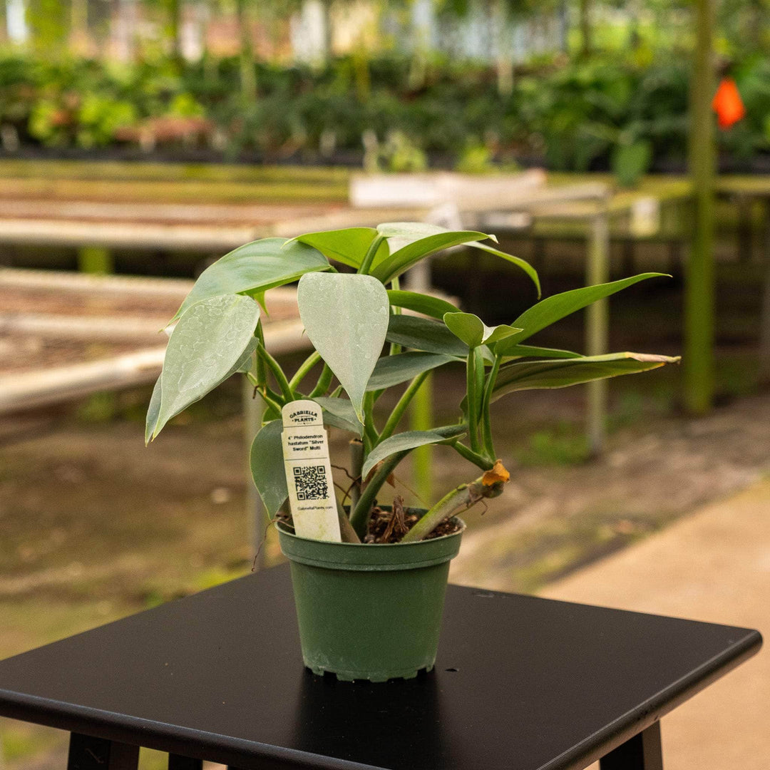 philodendron silver sword hanging Philodendron hastatum "Silver Sword"
