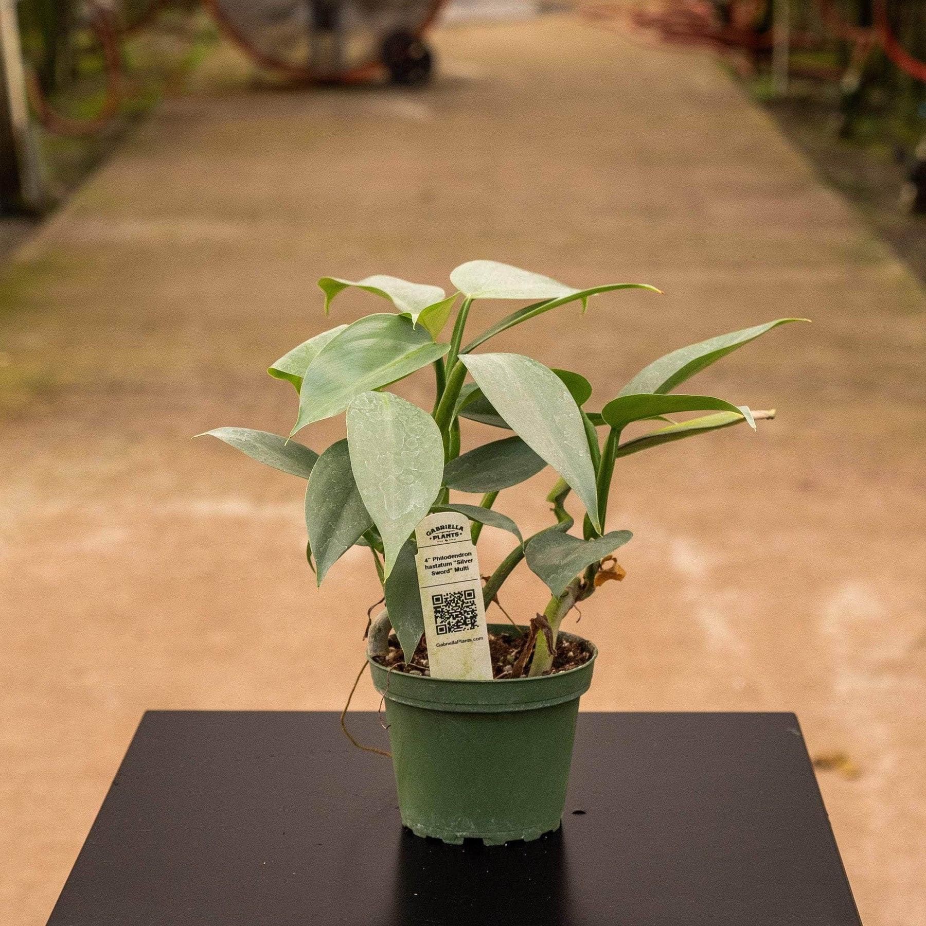 philodendron silver sword plant Philodendron hastatum "Silver Sword"
