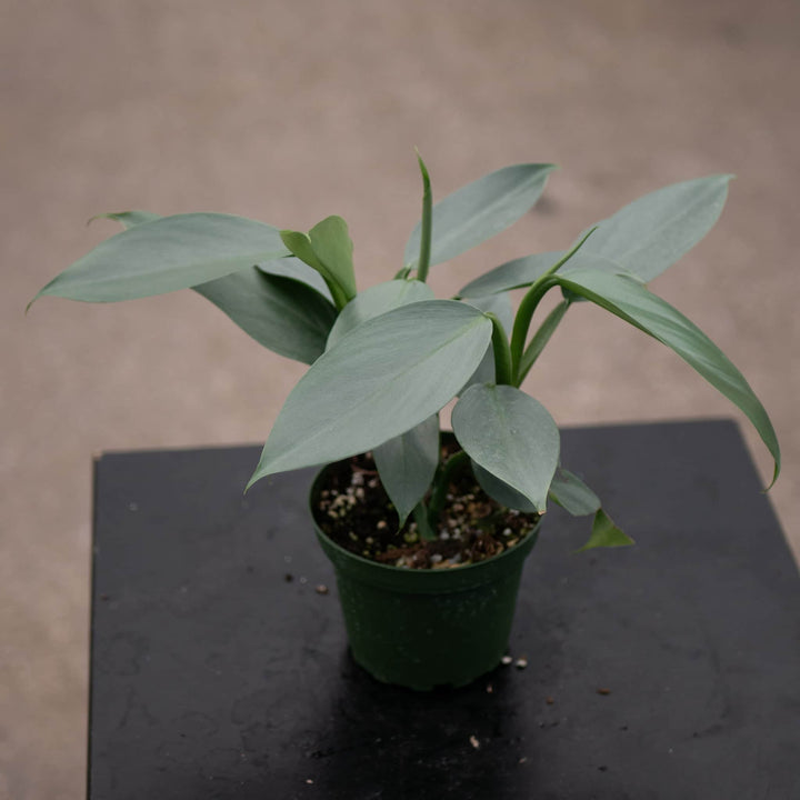 Gabriella Plants Philodendron 4" Philodendron hastatum "Silver Sword"