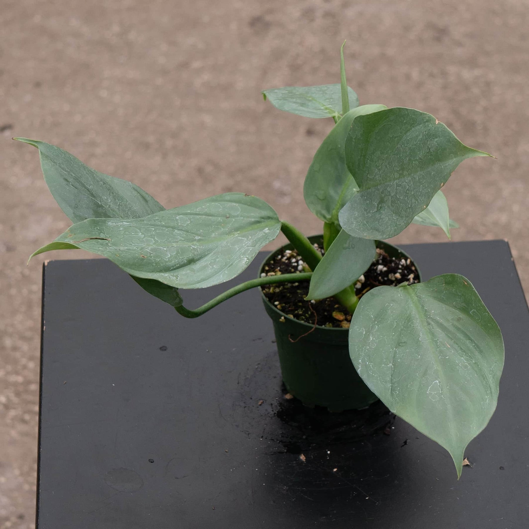 silver arrow philodendron Philodendron hastatum 'Silver Sword' 4in pot