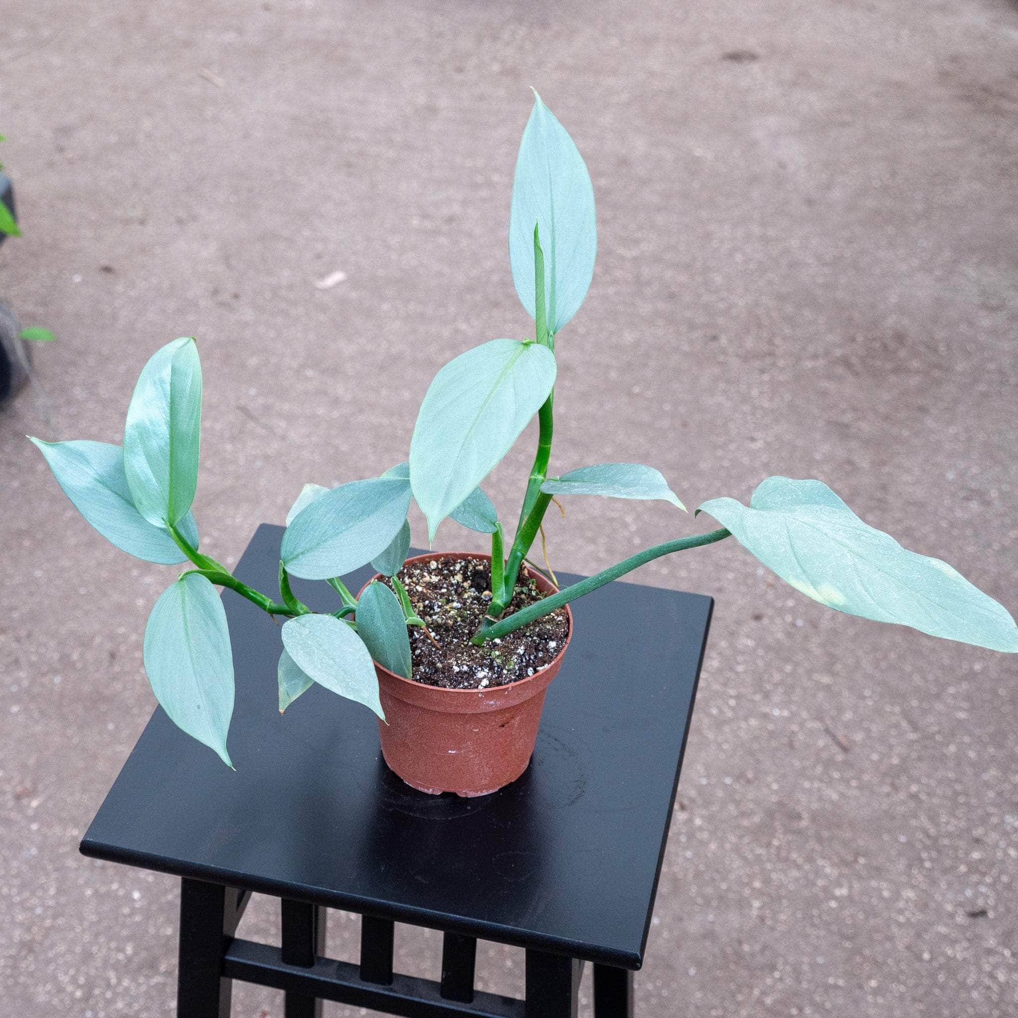 philodendron hastatum grey sticks Rare Silver Sword Philodendron Hastatum