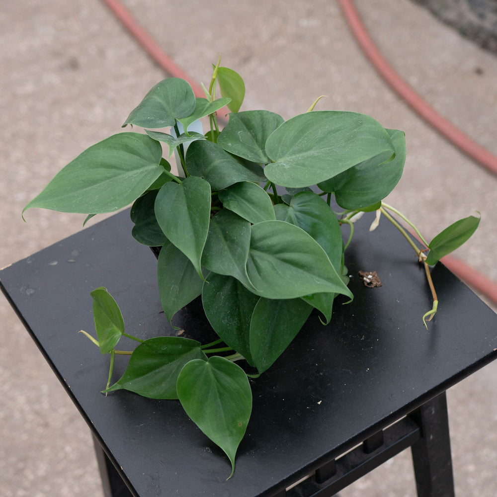 Gabriella Plants Philodendron Philodendron hederaceum