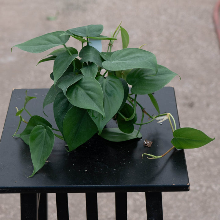 Gabriella Plants Philodendron 4" Philodendron hederaceum