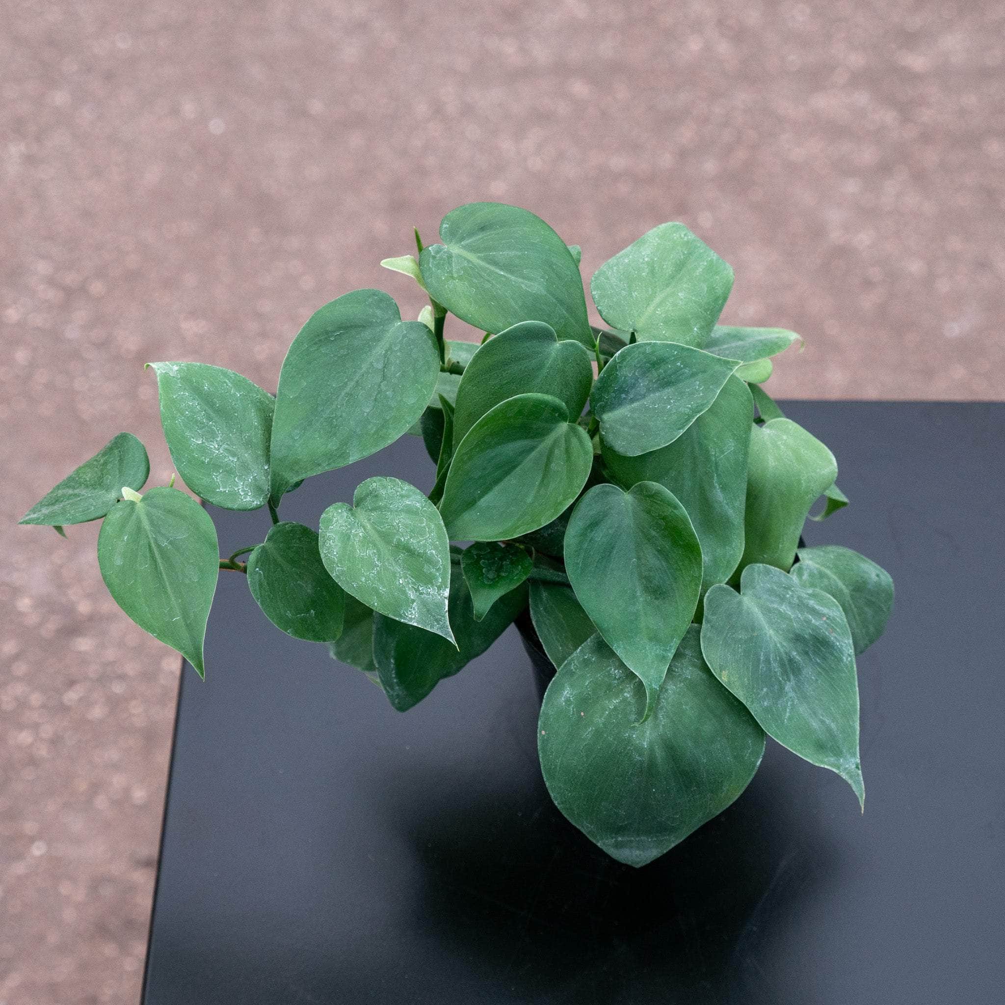 philodendron hederaceum toxicity Philodendron hederaceum