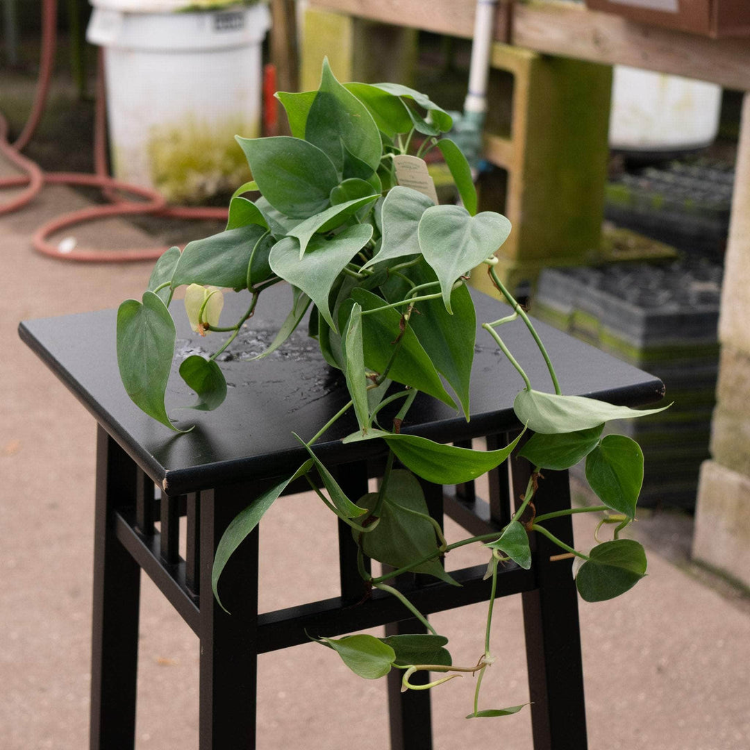 philodendron hanging vine Philodendron hederaceum