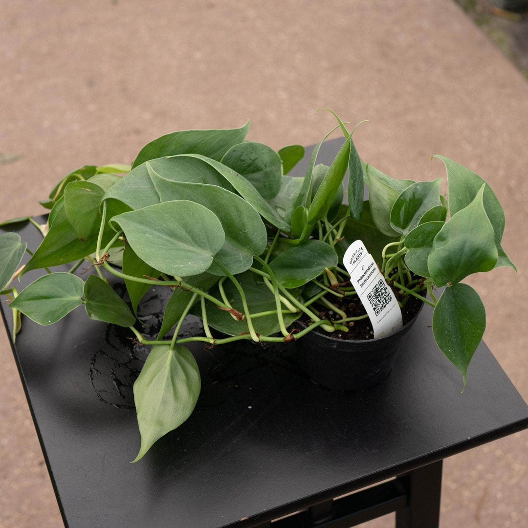philodendron hedera Philodendron hederaceum