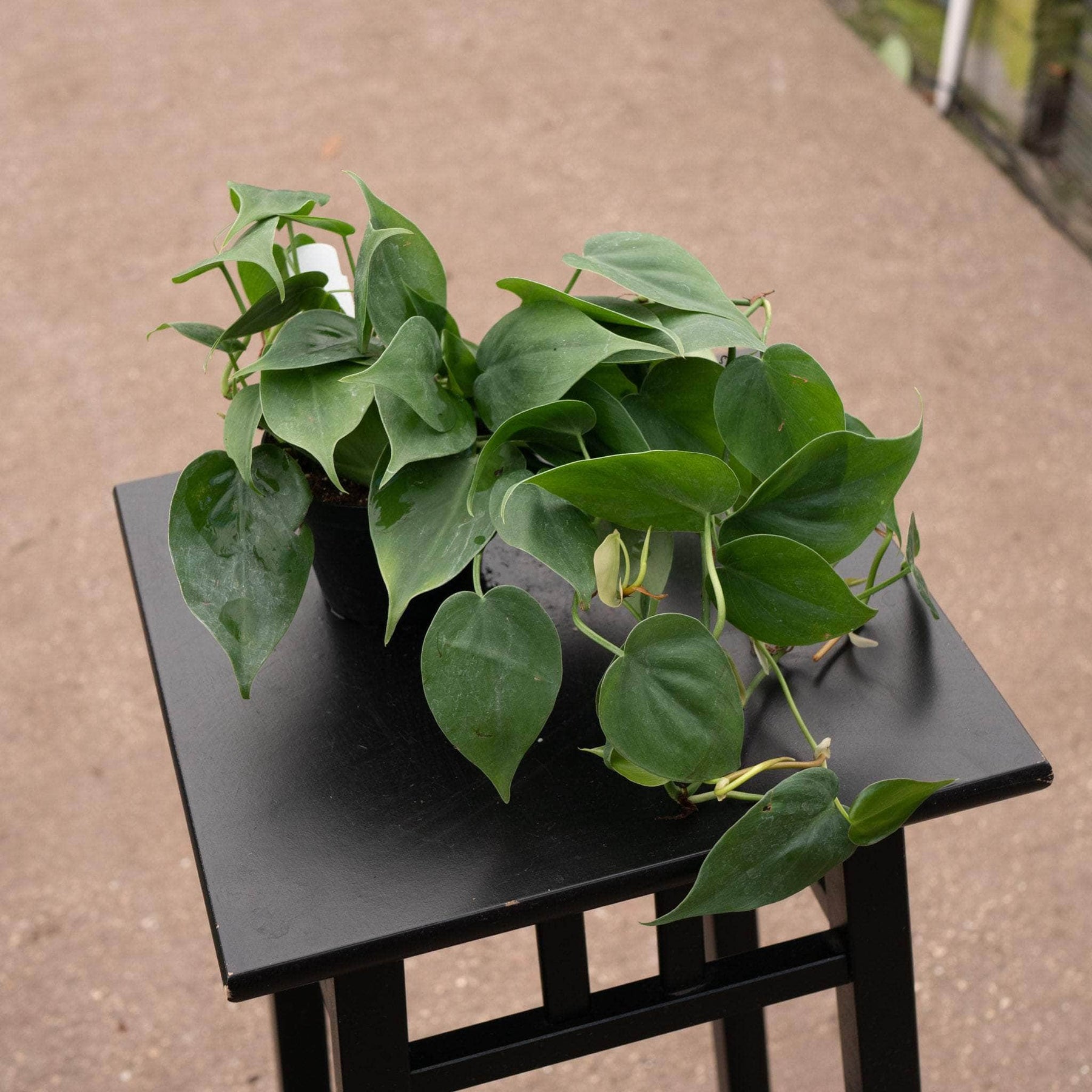 philodendron hederaceum toxic Philodendron hederaceum