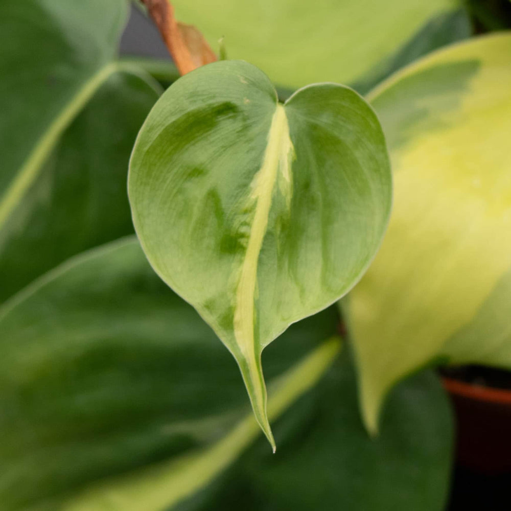 Gabriella Plants Philodendron Philodendron hederaceum 'Brasil'