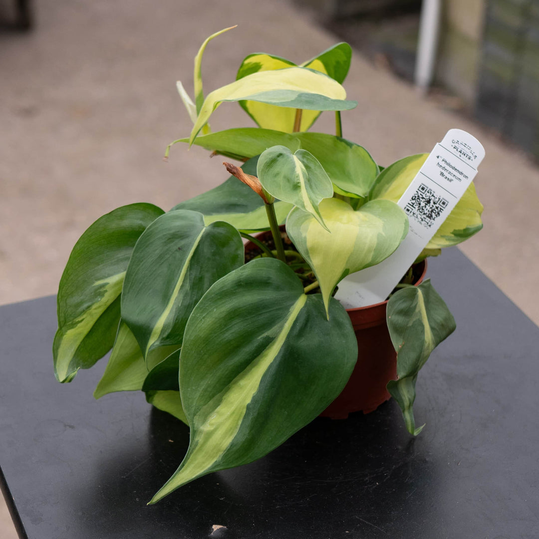 philodendron cream splash vs brasil Philodendron hederaceum 'Brasil'
