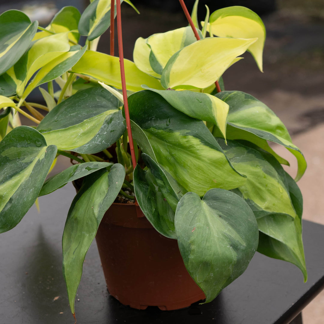 where do philodendrons come from Philodendron hederaceum 'Brasil'