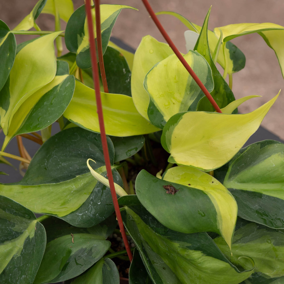 philodendron brasil scientific name Philodendron hederaceum 'Brasil'