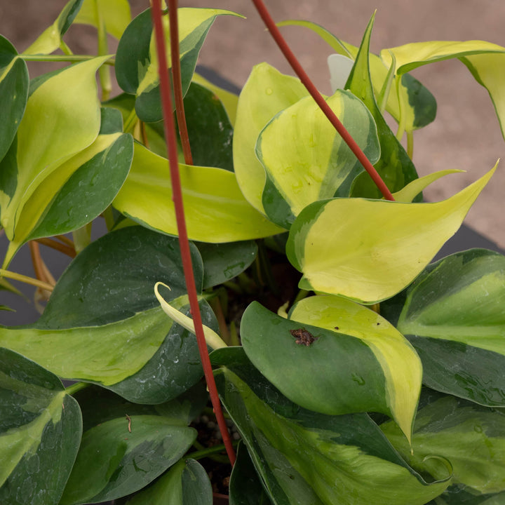 Gabriella Plants Philodendron Philodendron hederaceum 'Brasil'