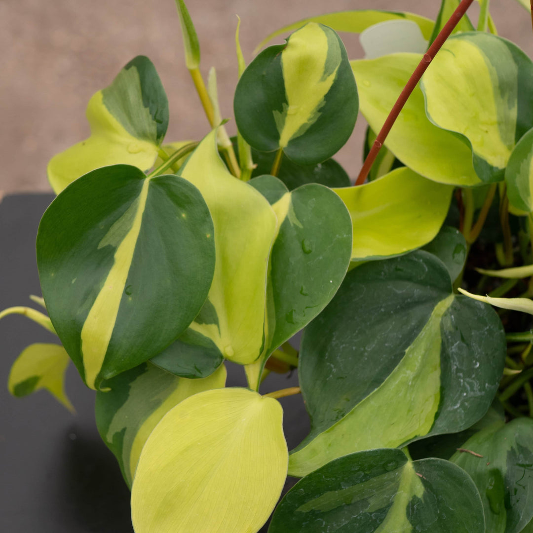 philodendron brasil big leaves Philodendron hederaceum 'Brasil'