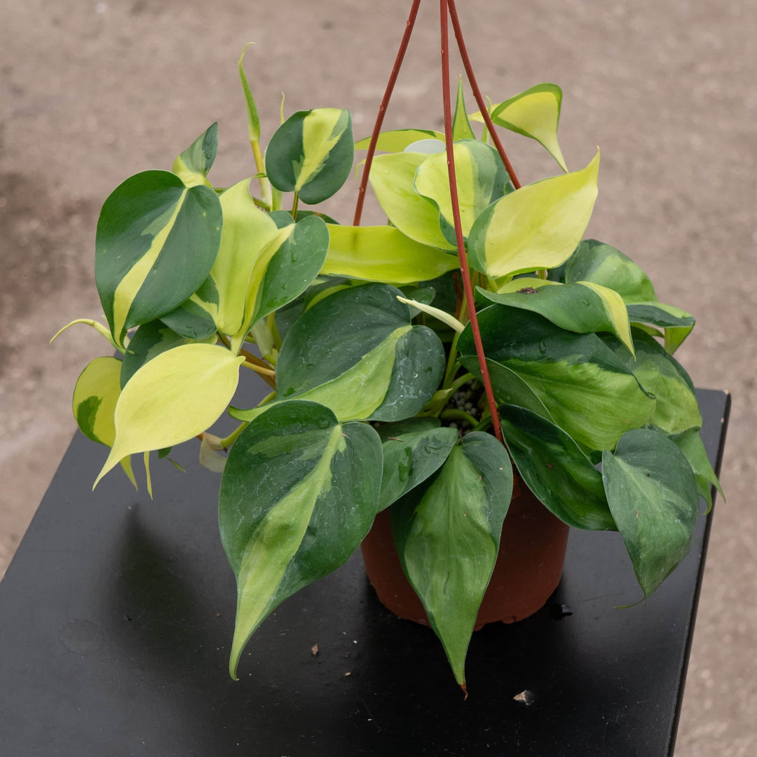Gabriella Plants Philodendron Philodendron hederaceum 'Brasil'