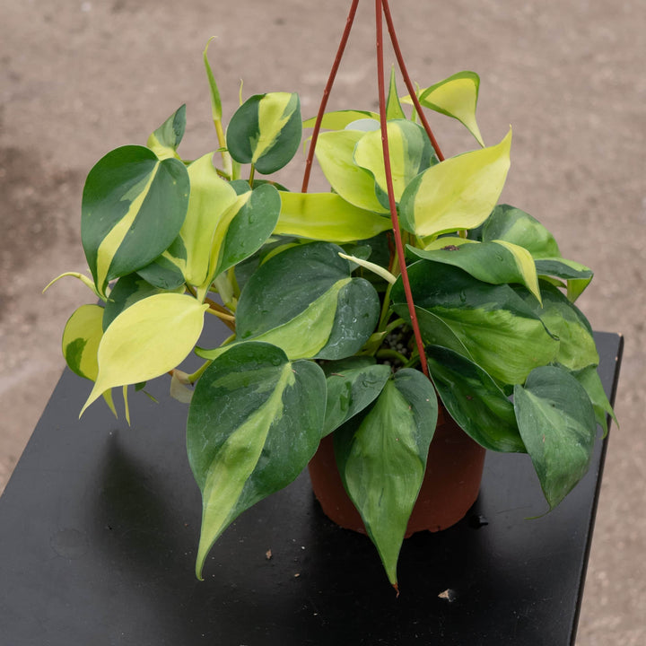 Gabriella Plants Philodendron Philodendron hederaceum 'Brasil'