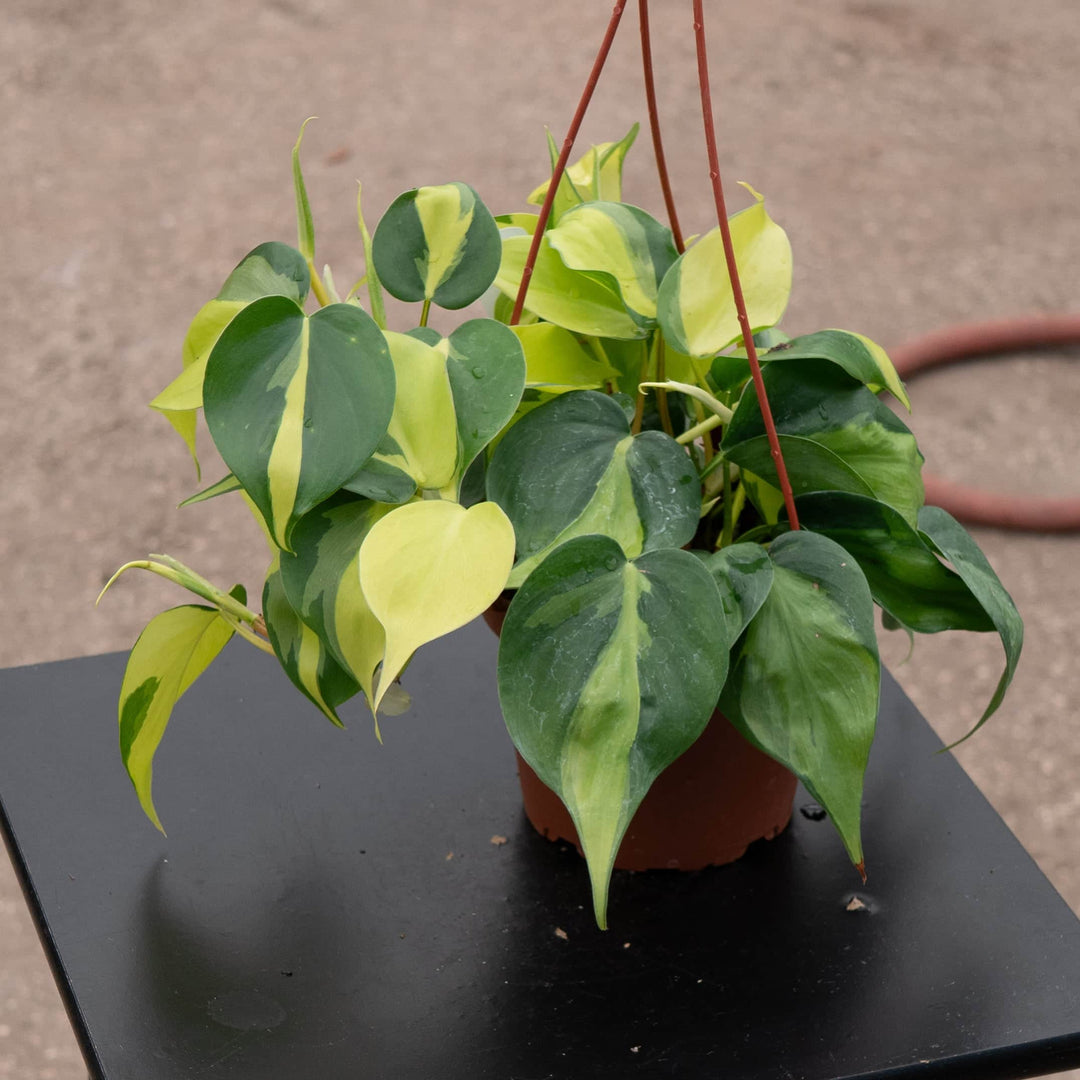 brazil heartleaf philodendron Philodendron hederaceum 'Brasil'