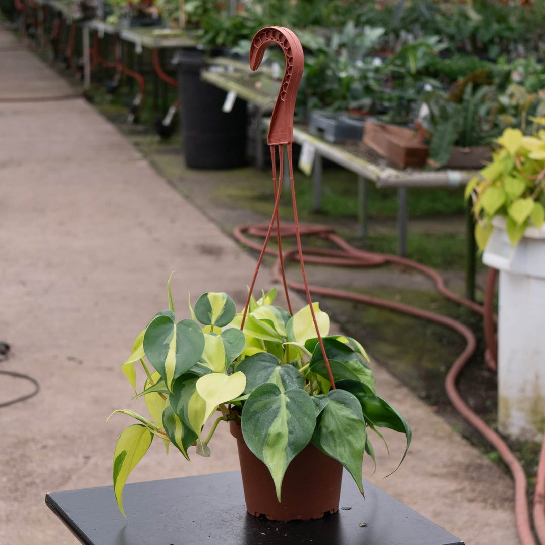 philodendron hederaceum brasil Philodendron hederaceum 'Brasil'
