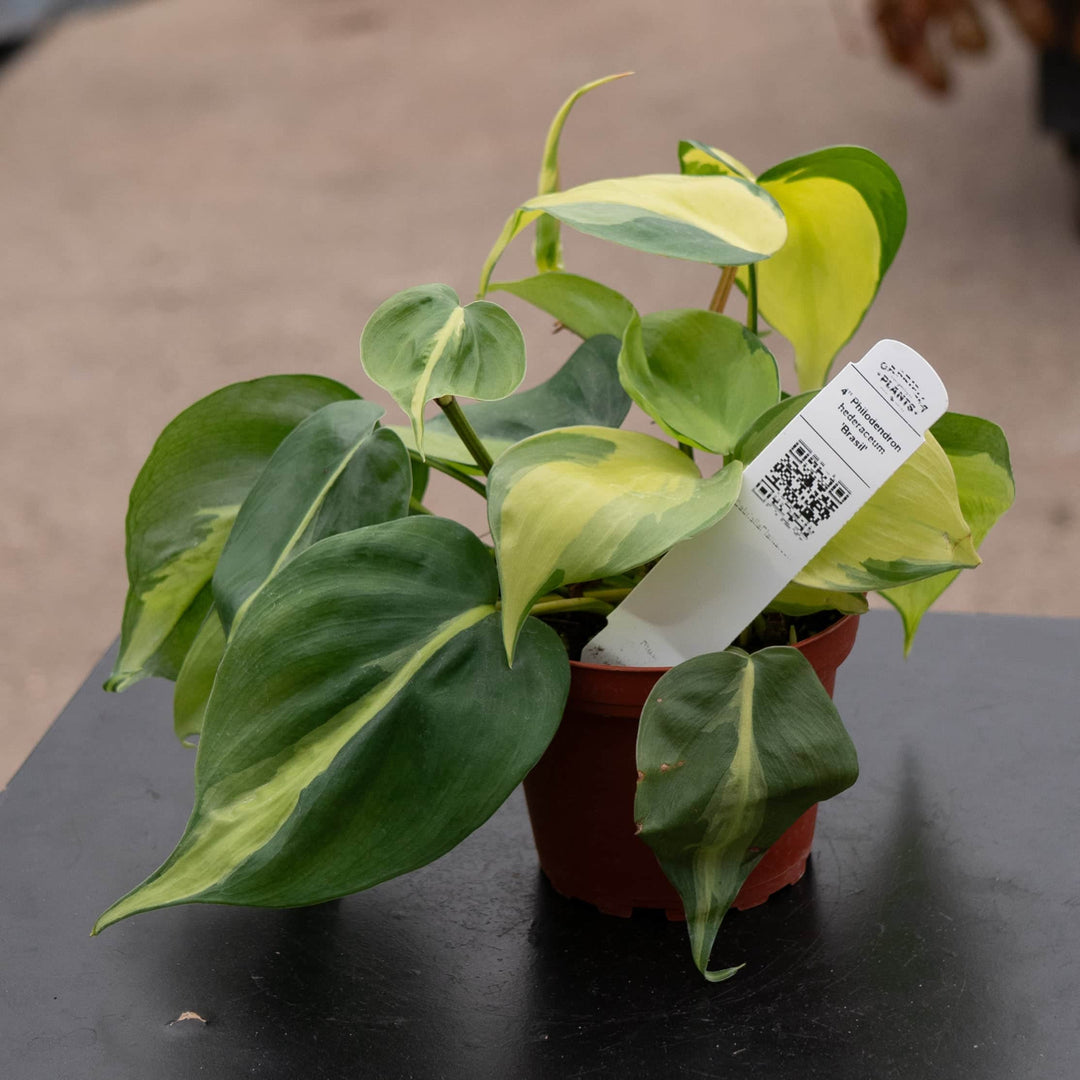 Gabriella Plants Philodendron 4" Philodendron hederaceum 'Brasil'