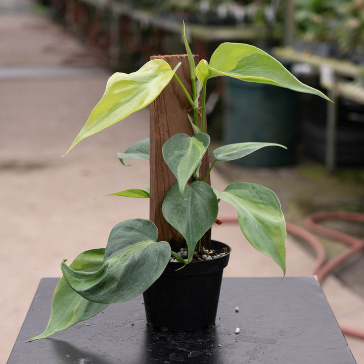 Gabriella Plants Philodendron Philodendron hederaceum &