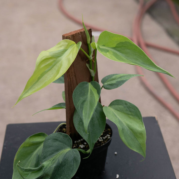 Gabriella Plants Philodendron Philodendron hederaceum &