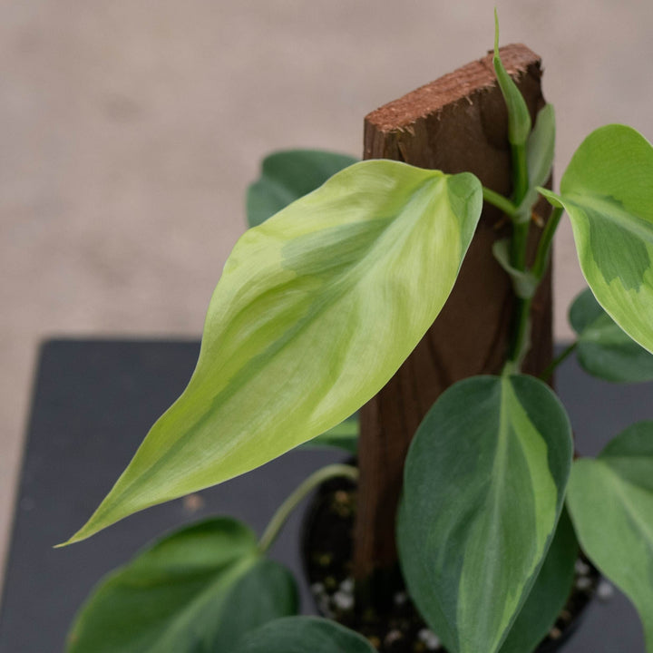 Gabriella Plants Philodendron Philodendron hederaceum &