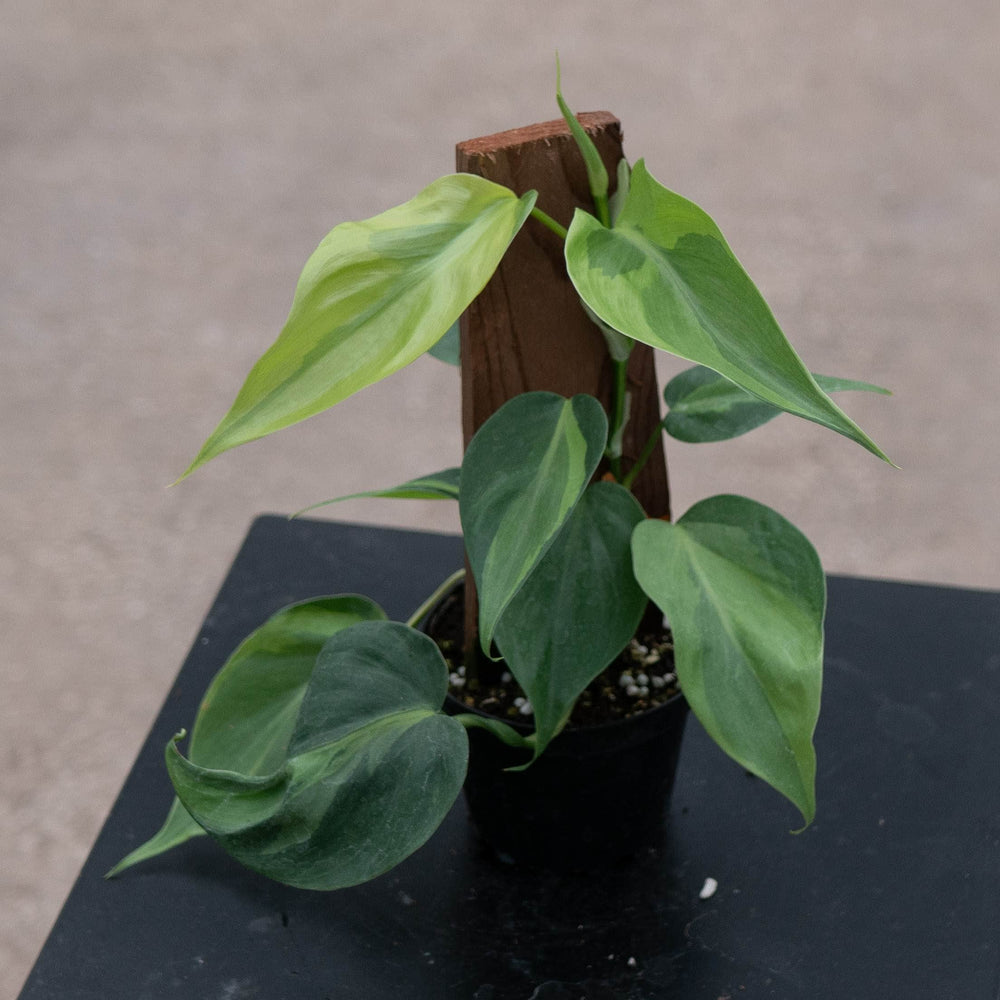 Gabriella Plants Philodendron Philodendron hederaceum 'Carnival'