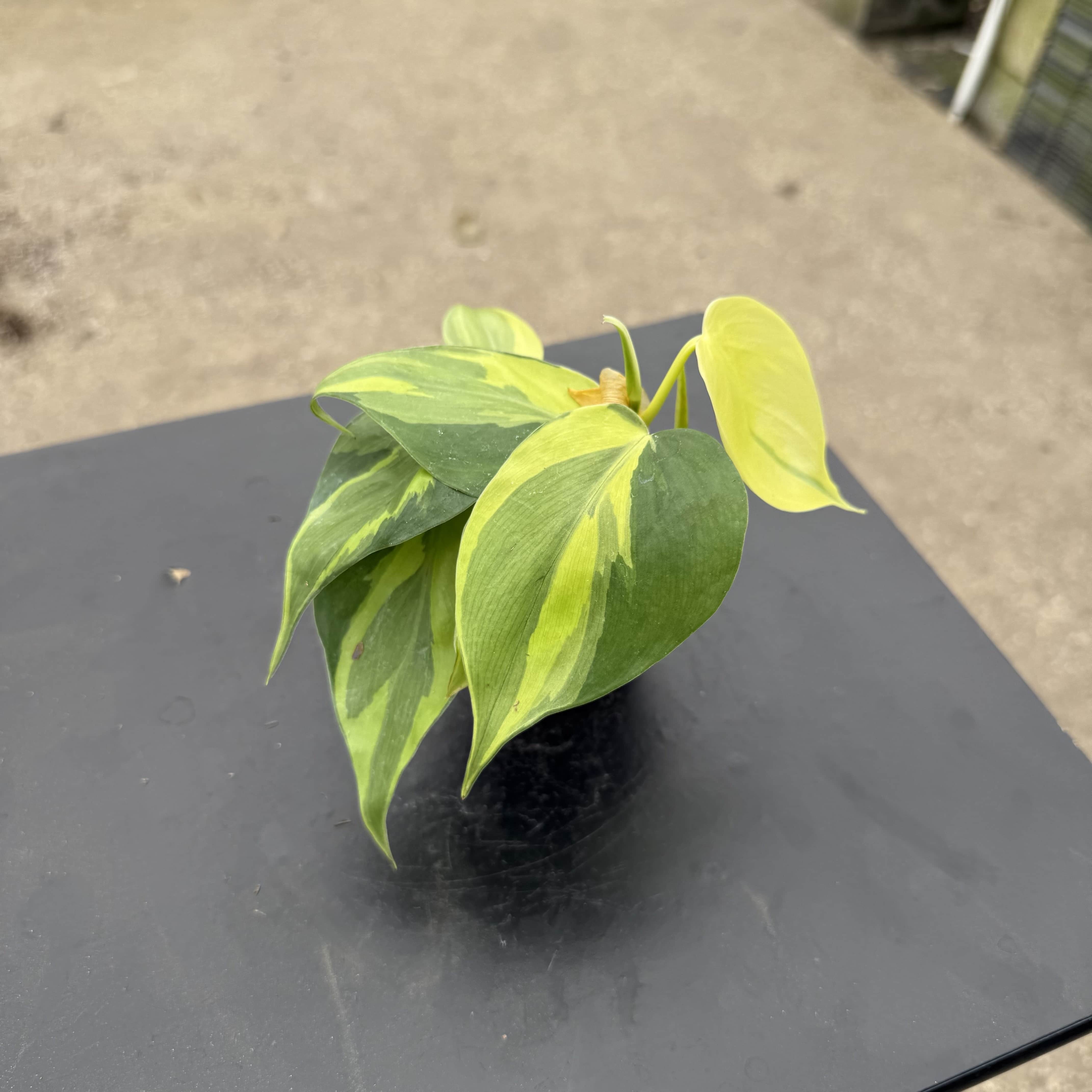 brazil carnival philodendron Philodendron hederaceum 'Carnival'