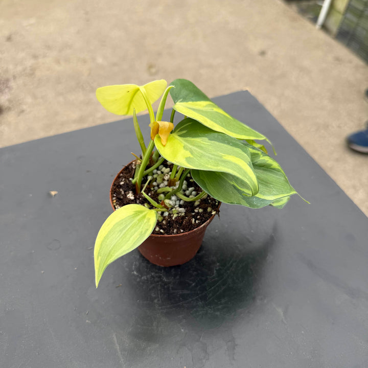 Gabriella Plants Philodendron 3" Philodendron hederaceum 'Carnival'