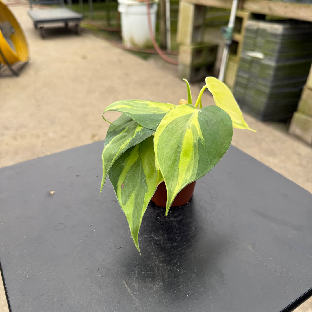 philodendron brasil sport carnival Philodendron hederaceum 'Carnival'