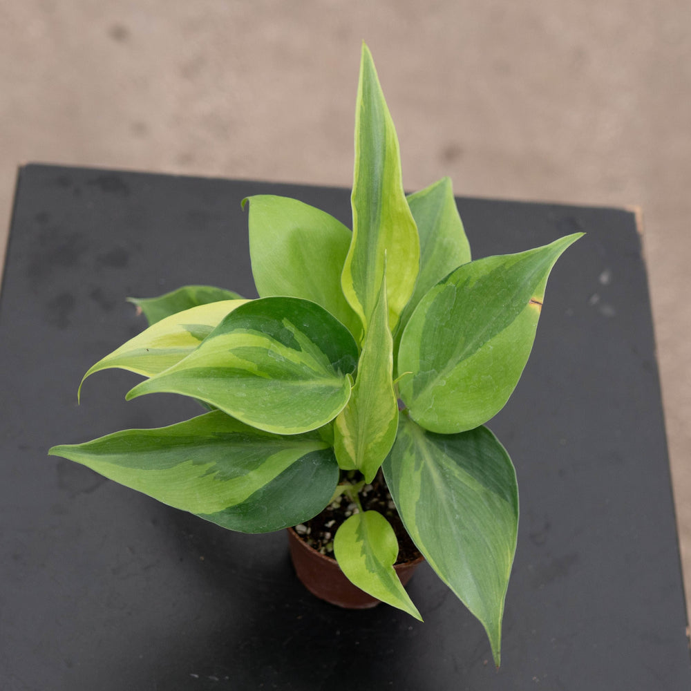 Gabriella Plants Philodendron 3" Philodendron hederaceum 'Carnival'