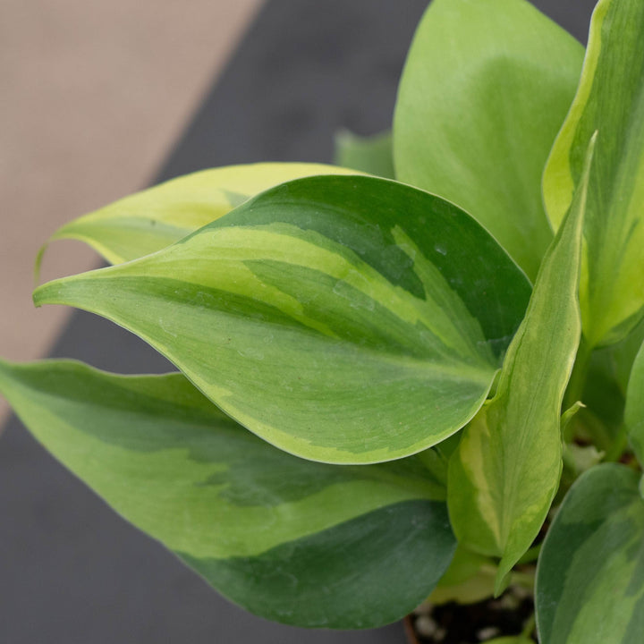 Gabriella Plants Philodendron 3" Philodendron hederaceum &