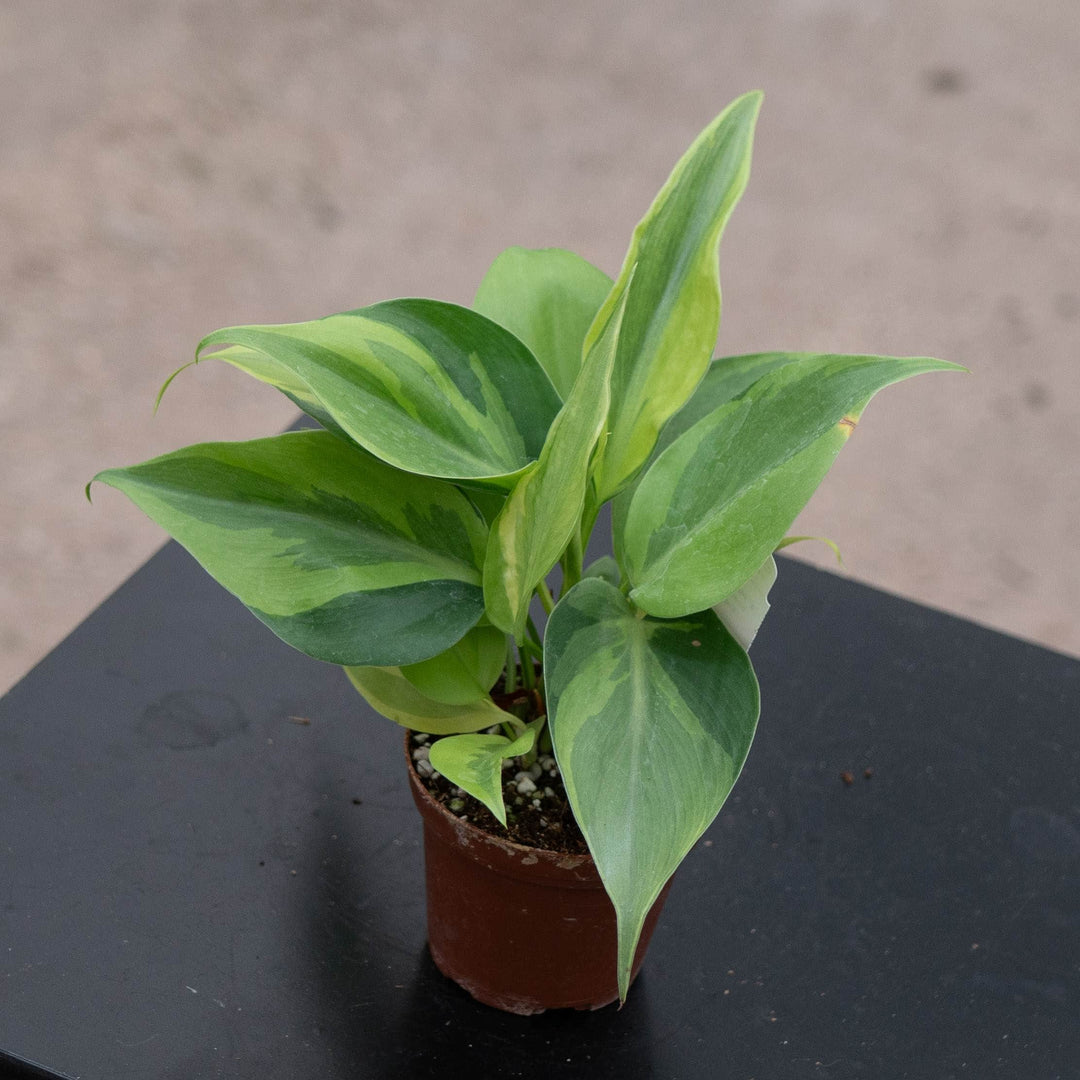 Gabriella Plants Philodendron 3" Philodendron hederaceum &