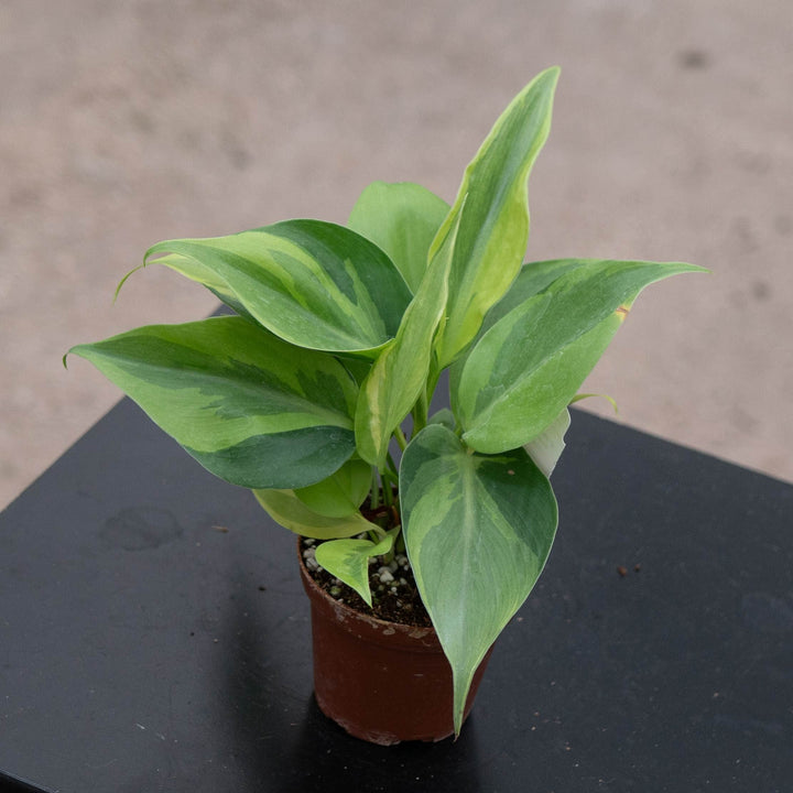 Gabriella Plants Philodendron 3" Philodendron hederaceum &