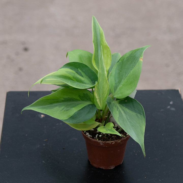 Gabriella Plants Philodendron 3" Philodendron hederaceum &