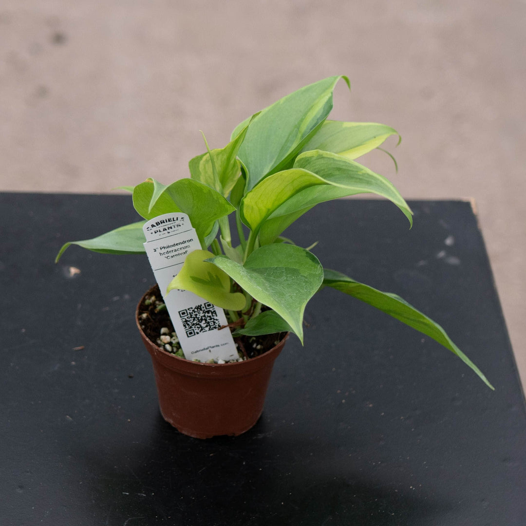 Gabriella Plants Philodendron 3" Philodendron hederaceum 'Carnival'